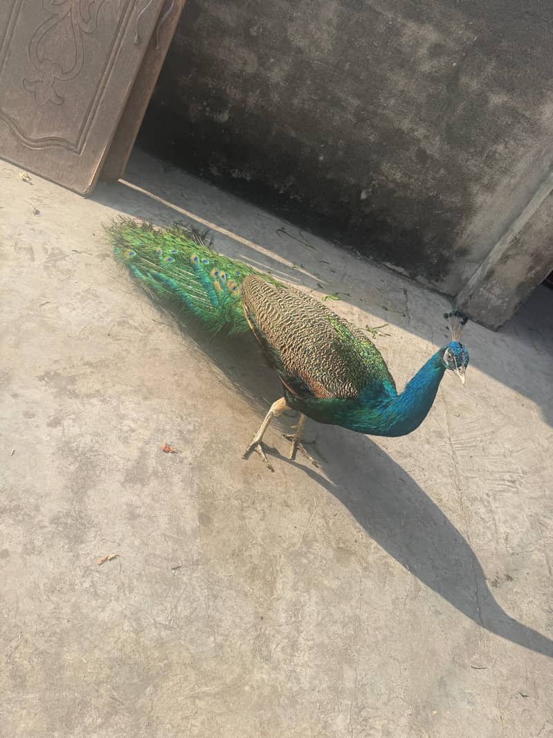 Green tail 0