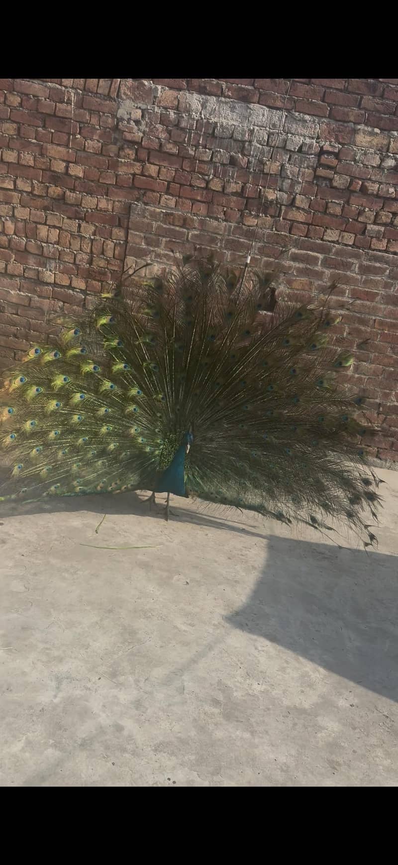 Green tail 1