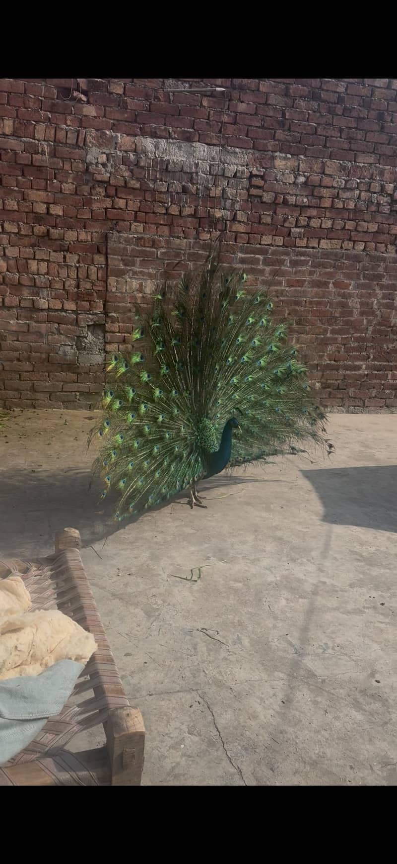 Green tail 2