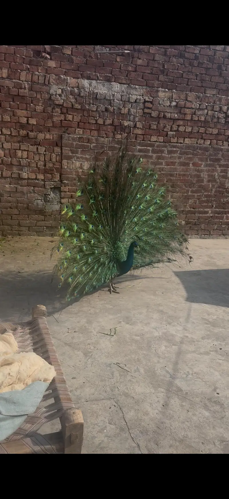 Green tail — photo 3