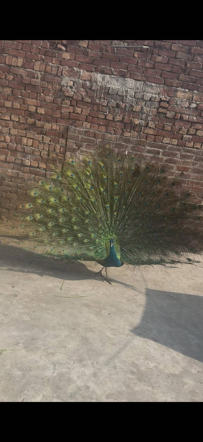 Green tail 5
