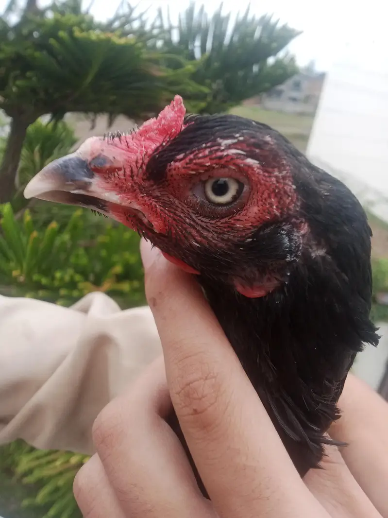 Love Bird and Budgie Parrot 100% Hand Tame — photo 9