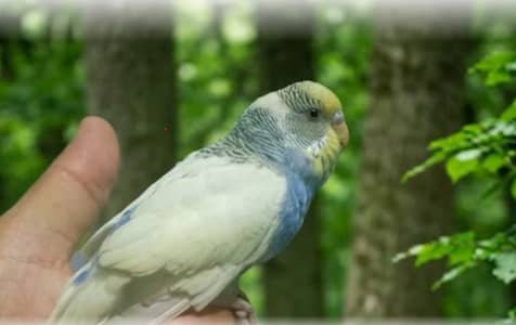  Hand-Tame & Ultra-Friendly Budgie Looking for a Good Home! 