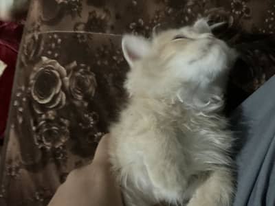 Persian kitten for sale Islamabad