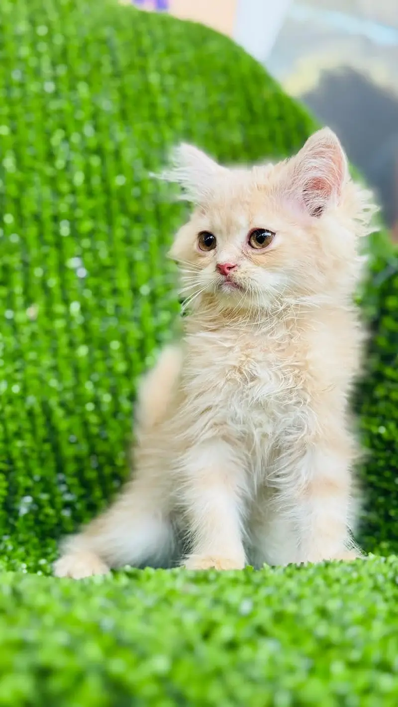 Persian kitten for sale Islamabad — photo 2