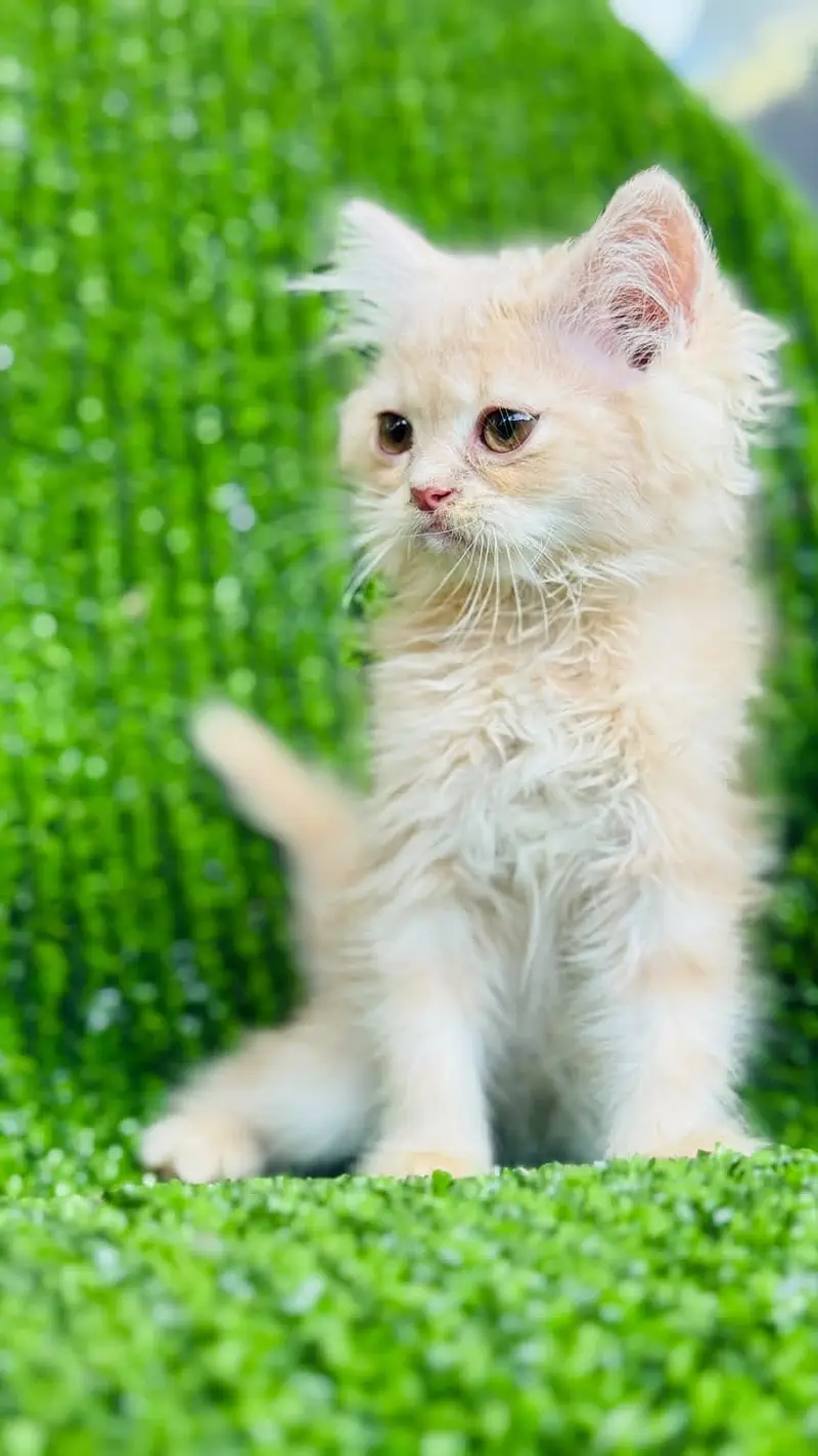 Persian kitten for sale Islamabad — photo 3