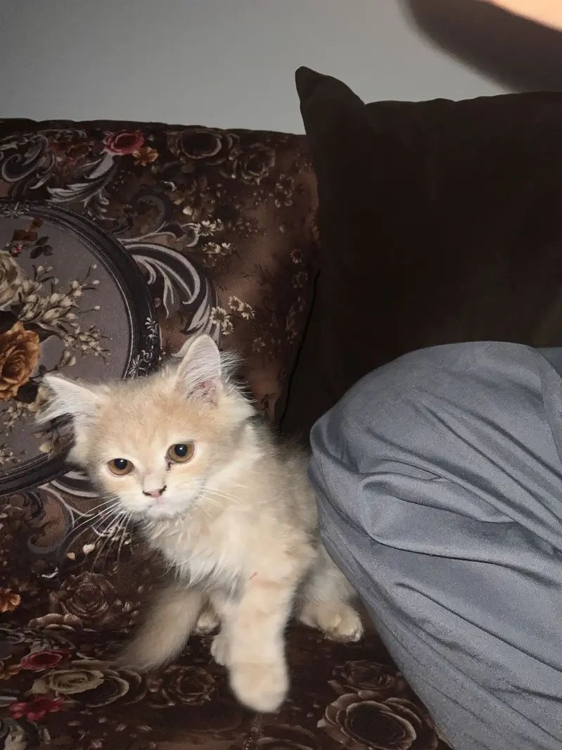 Persian kitten for sale Islamabad — photo 4