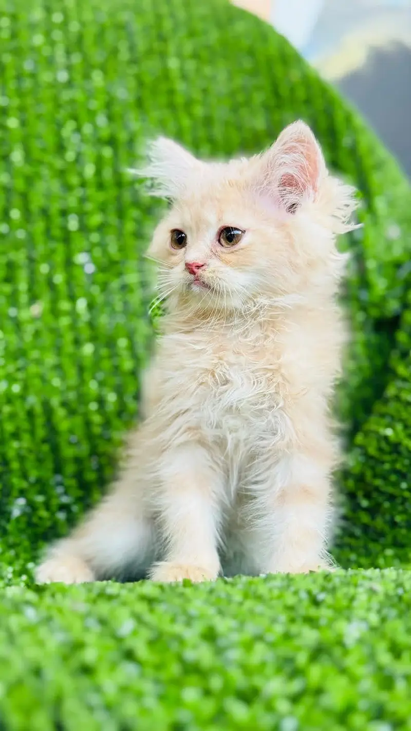 Persian kitten for sale Islamabad — photo 5