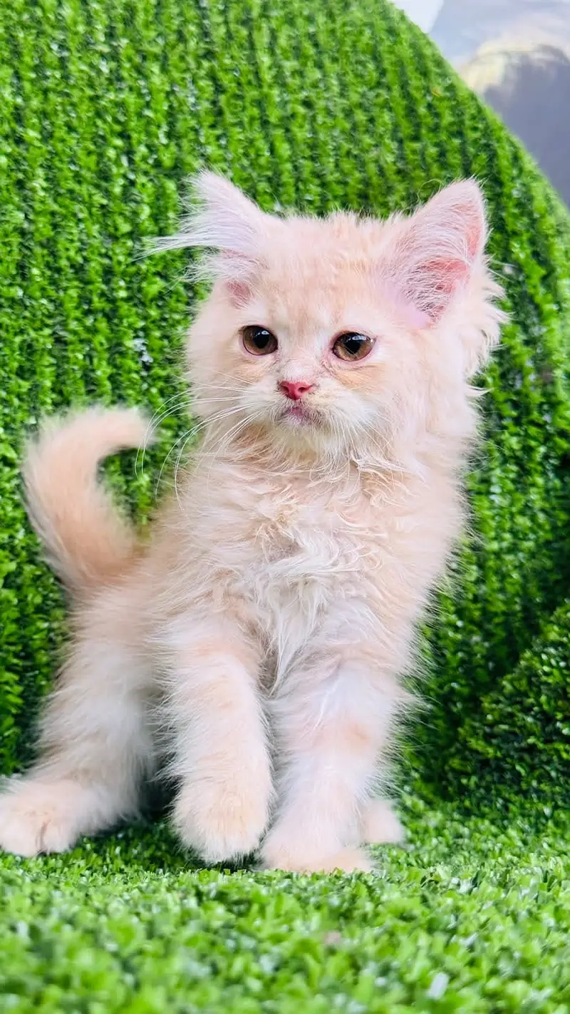 Persian kitten for sale Islamabad — photo 6