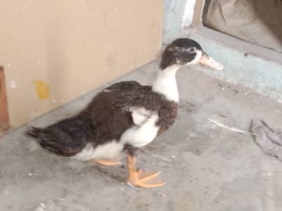 duck urgent sale