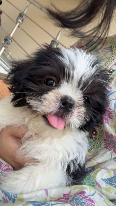 shihtzu puppy for sale