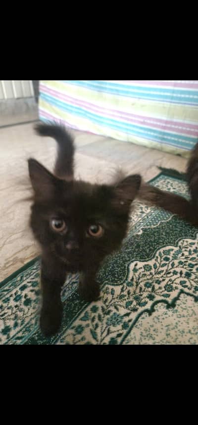 kitten for adoption