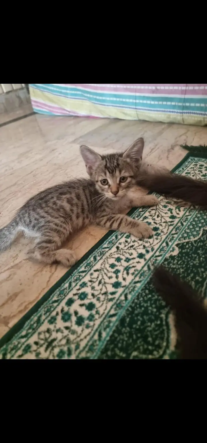 kitten for adoption — photo 2