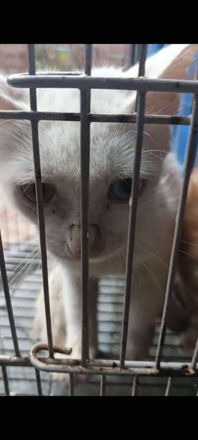 Russian cats babies brown (female) white (male) for sale
