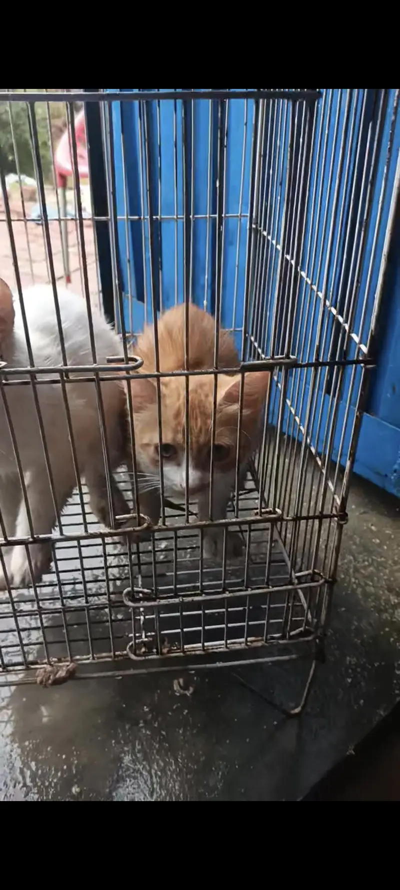 Russian cats babies brown (female) white (male) for sale — photo 2