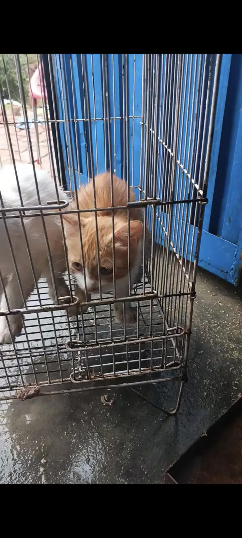 Russian cats babies brown (female) white (male) for sale — photo 3