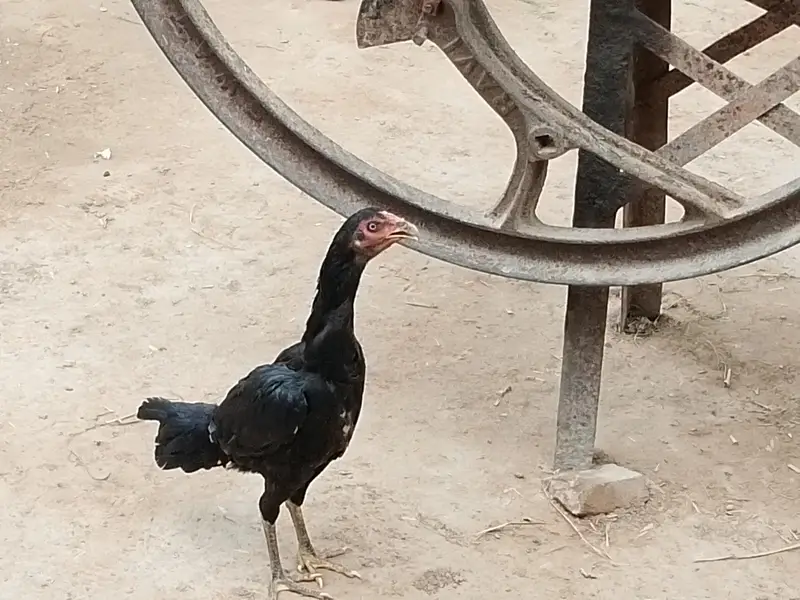 aseel Mianwali — photo 3