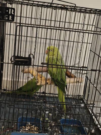 Parrot Ringneck pair