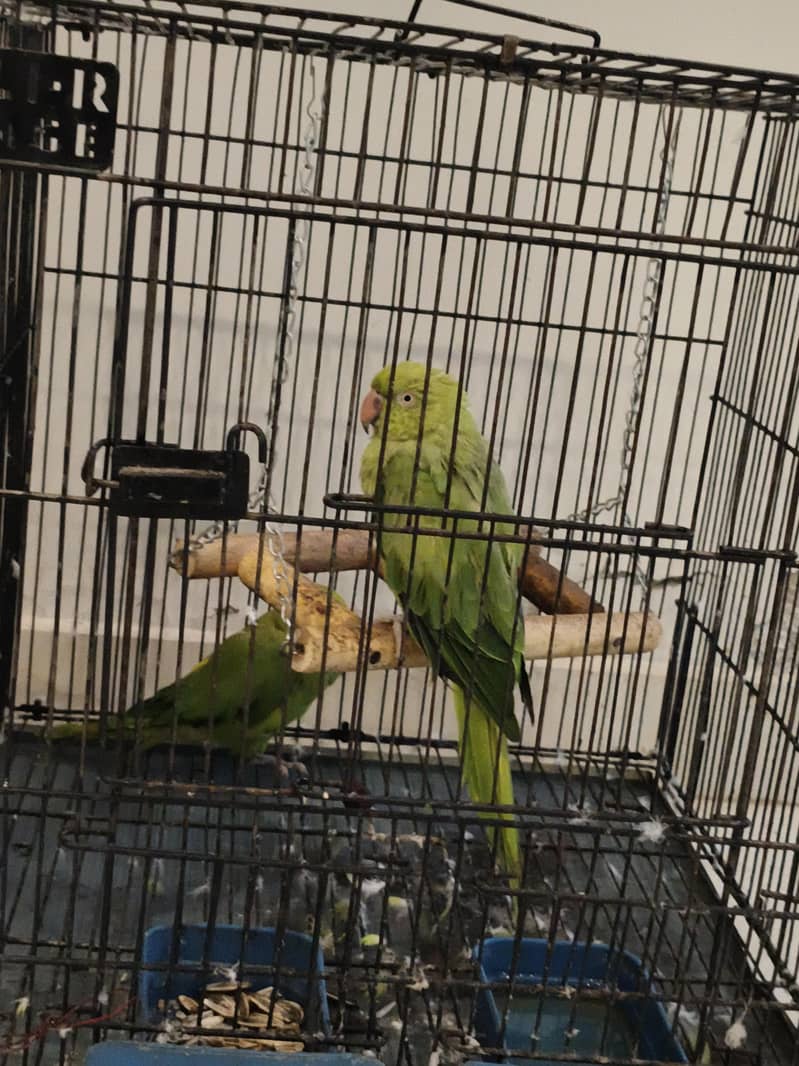 Parrot Ringneck pair 0