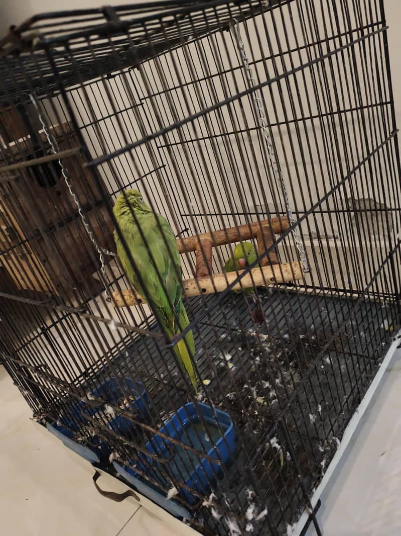 Parrot Ringneck pair 1