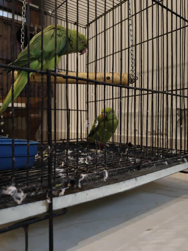 Parrot Ringneck pair 2
