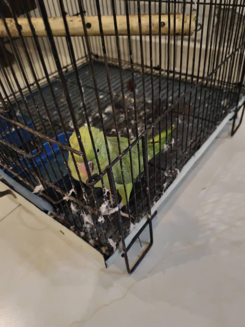 Parrot Ringneck pair 3