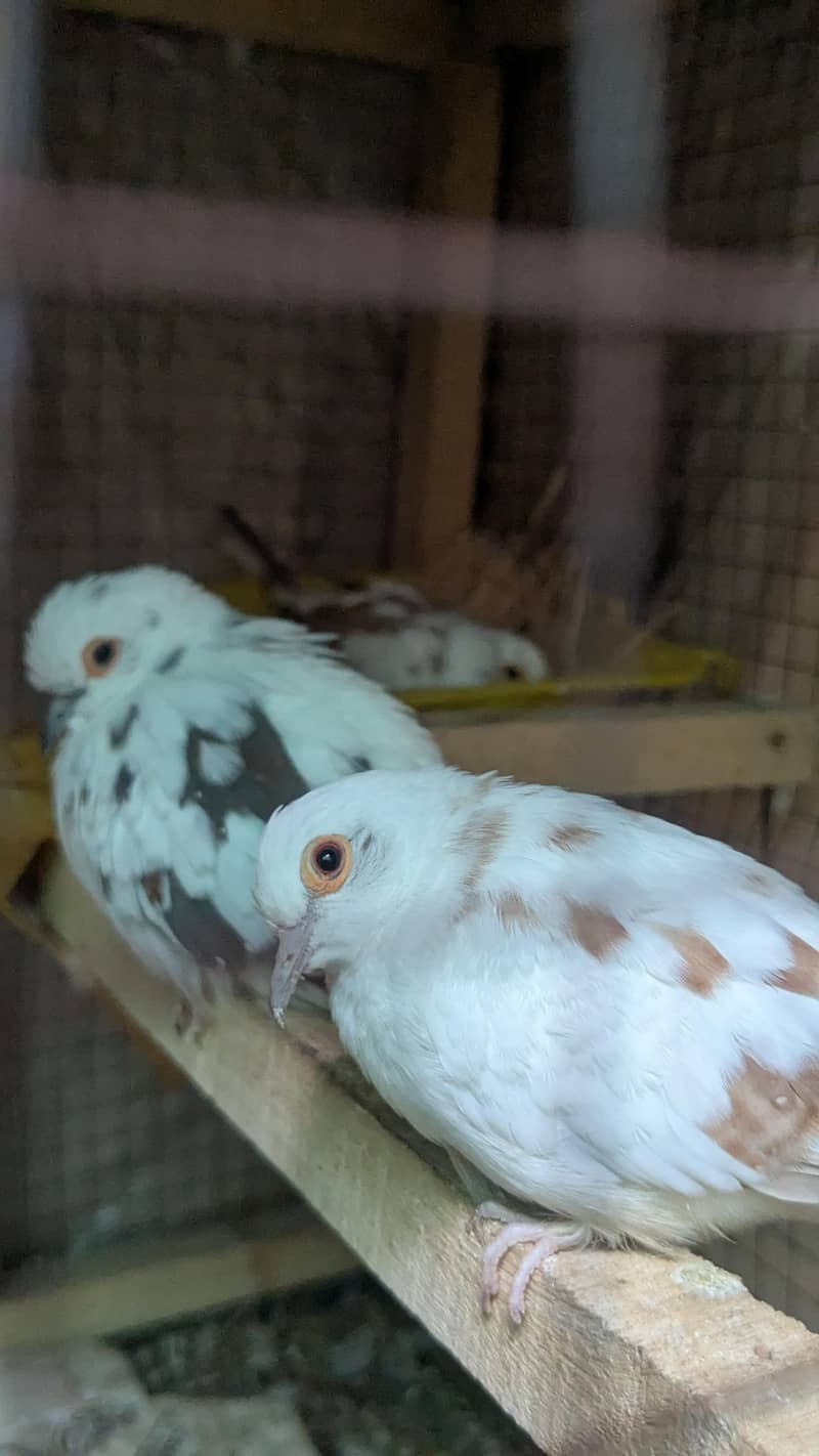 Diamond red pite Doves . . . . 0