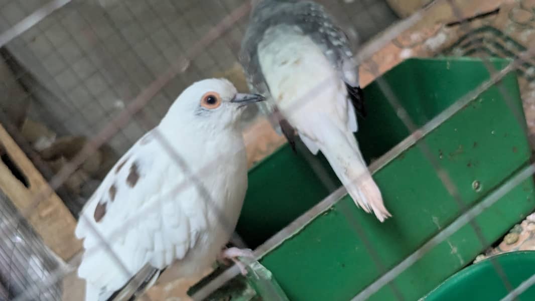 Diamond red pite Doves . . . . 1
