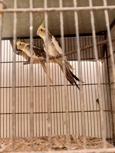cocktail breeder pair