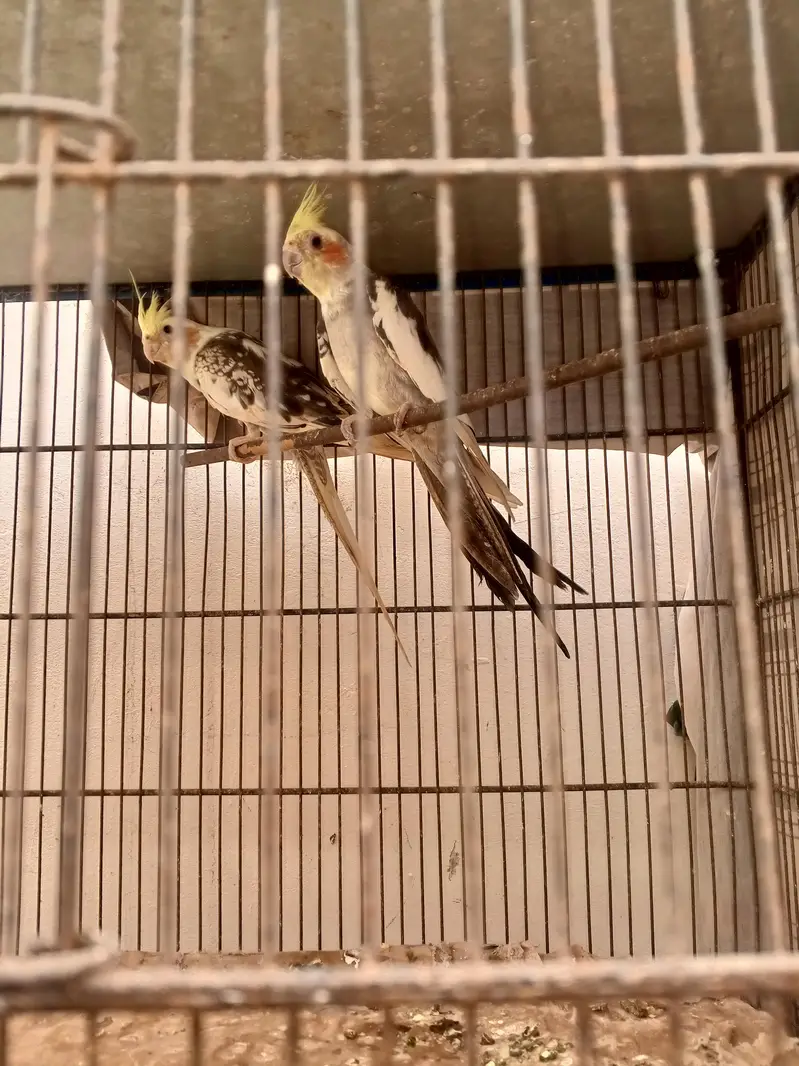 cocktail breeder pair — photo 2