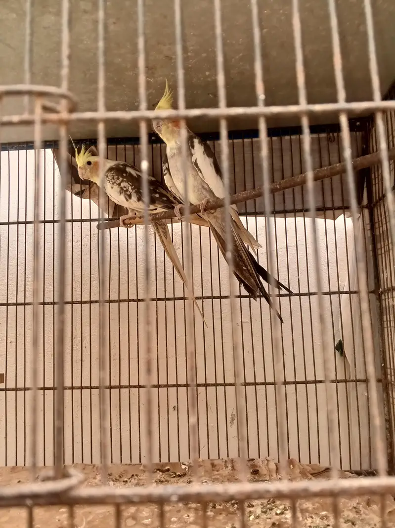 cocktail breeder pair — photo 3