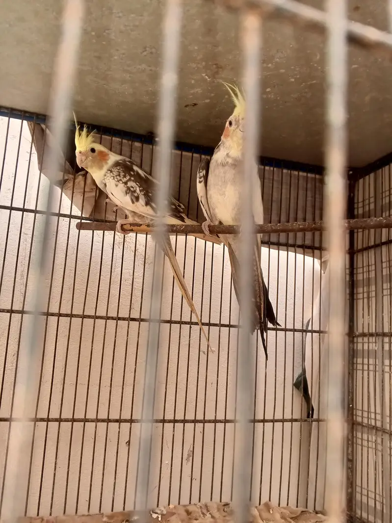 cocktail breeder pair — photo 4