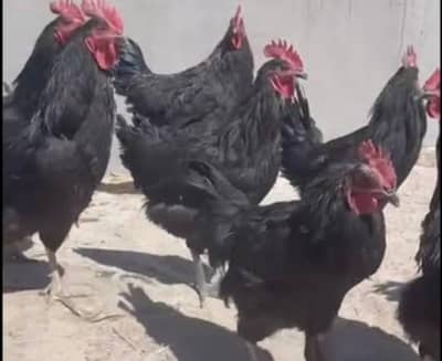 Pure Black Australorp MURGHAY  نر  مرغے