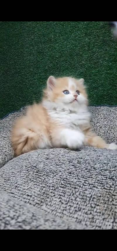 Quality Persian Punch face cat & kittens 03495425573 WhatsApp