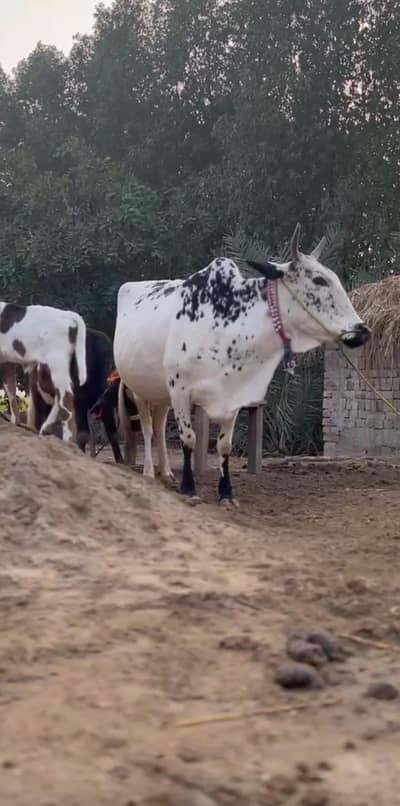 cow for sale Gay Wachi