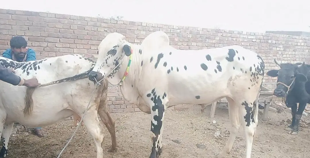 cow for sale Gay Wachi — photo 2
