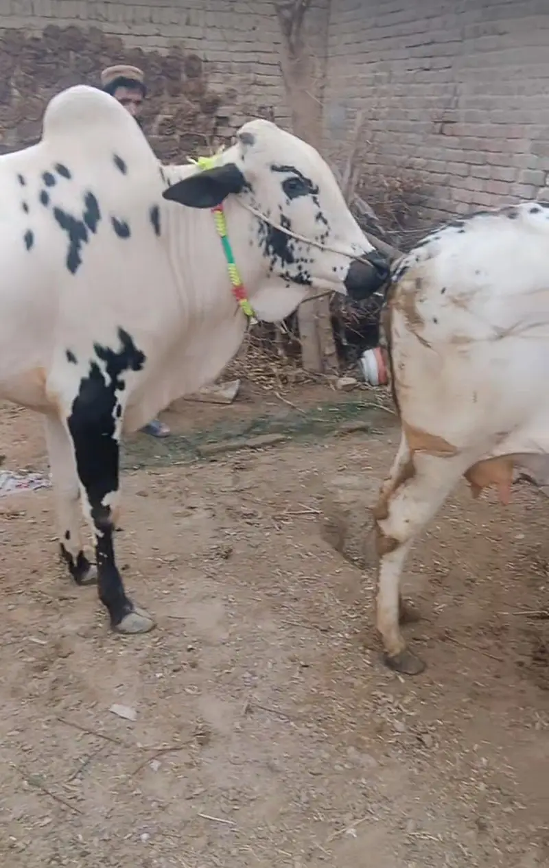 cow for sale Gay Wachi — photo 3