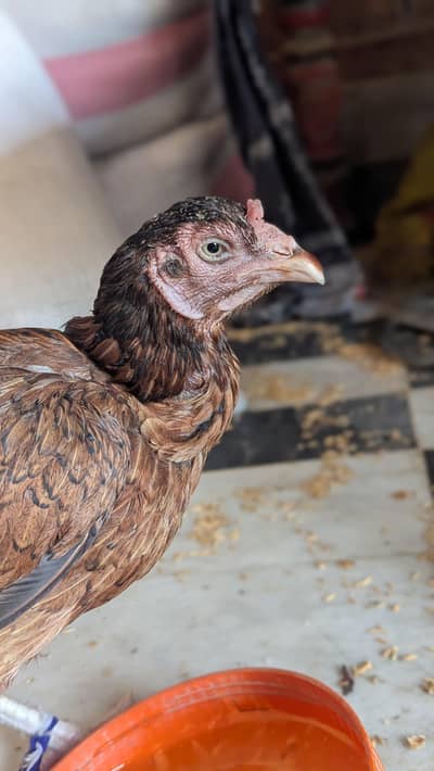 Aseel Female