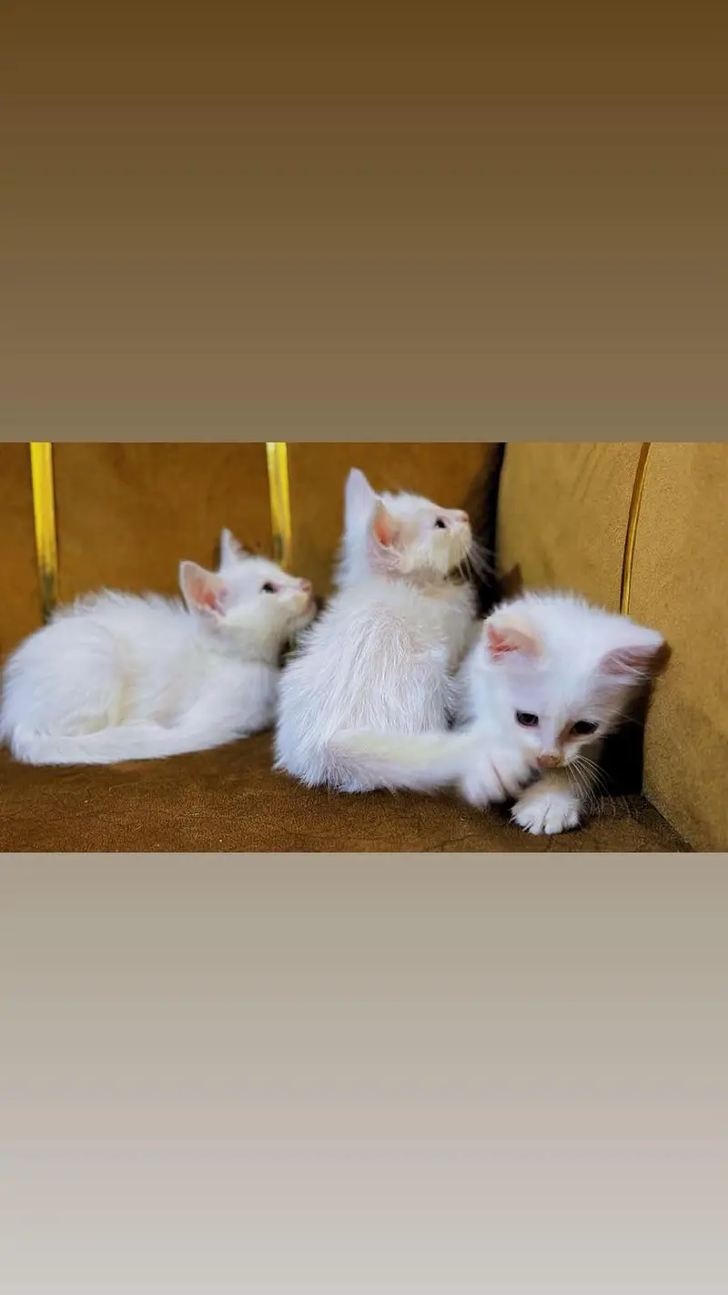 Persian Kittens for sale double coated — photo 2
