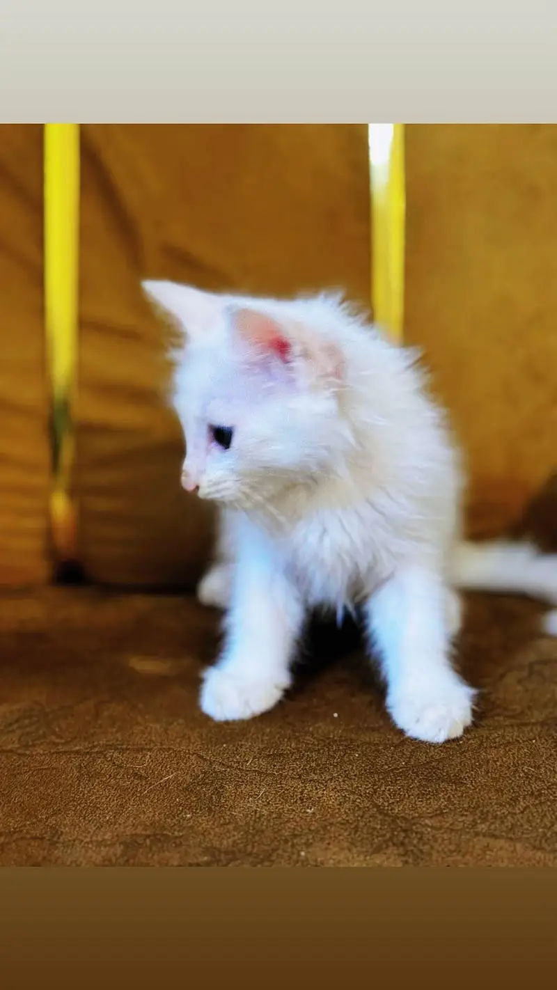 Persian Kittens for sale double coated — photo 3