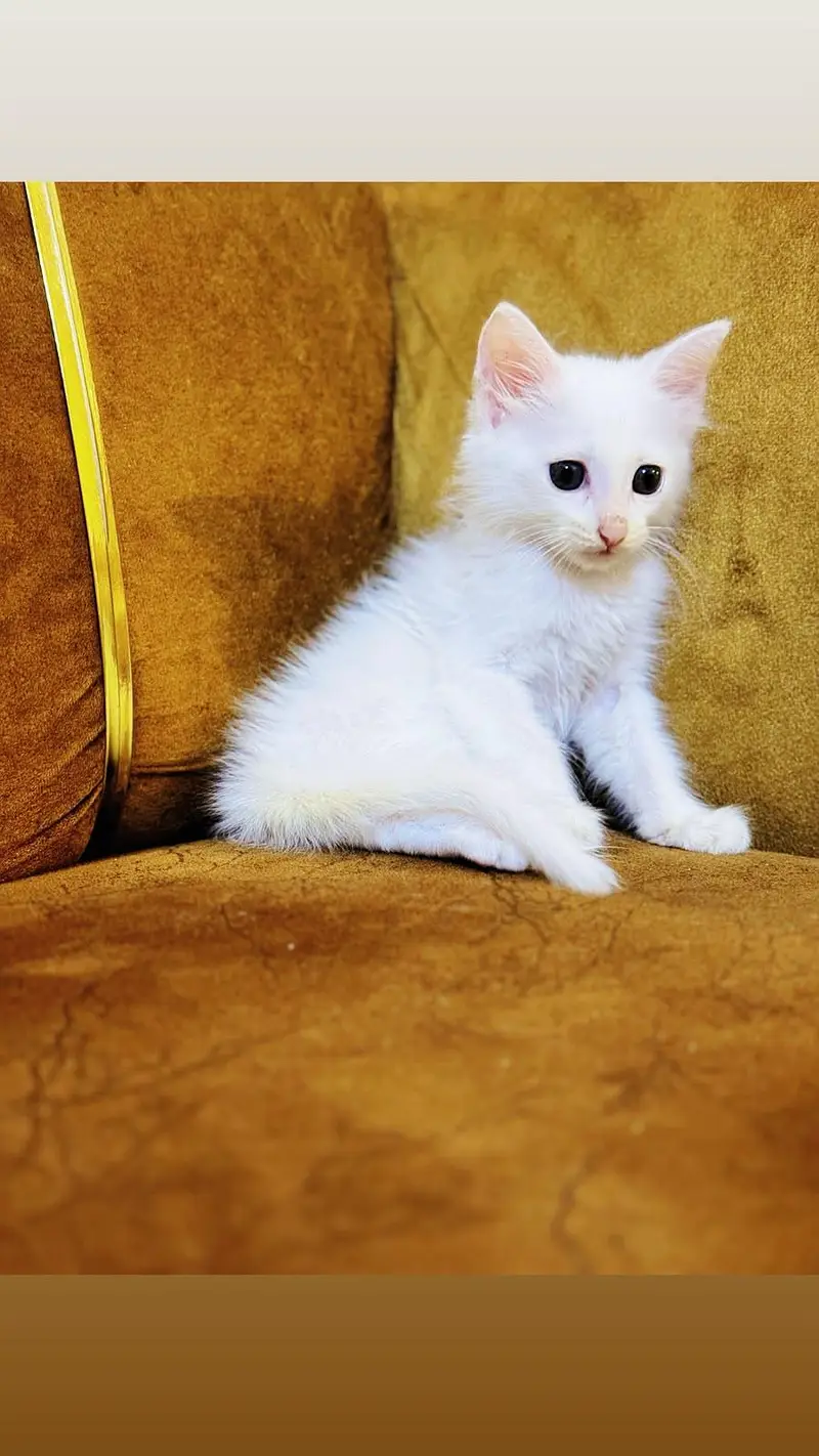 Persian Kittens for sale double coated — photo 4