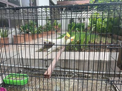 parrots for sale