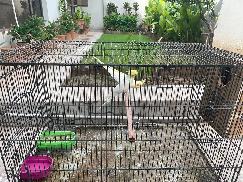 parrots for sale — photo 2