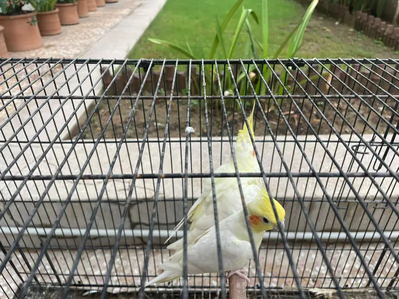 parrots for sale — photo 3