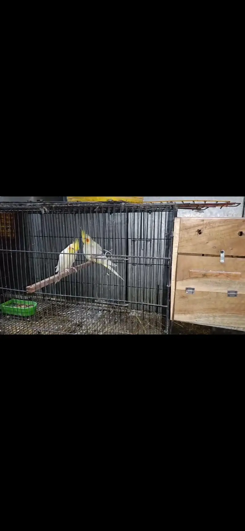 parrots for sale — photo 4
