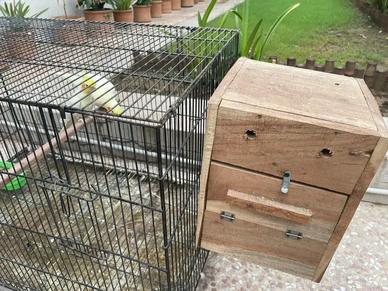 parrots for sale — photo 5