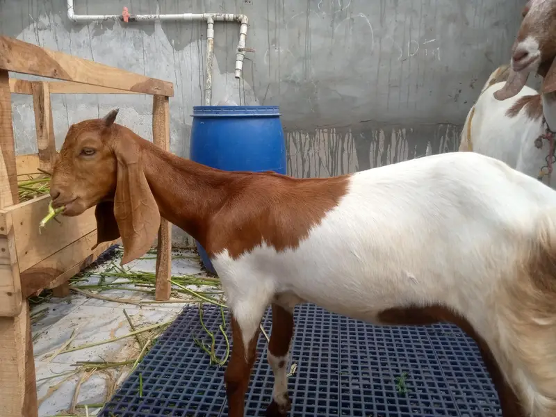 Desi Pat — photo 3