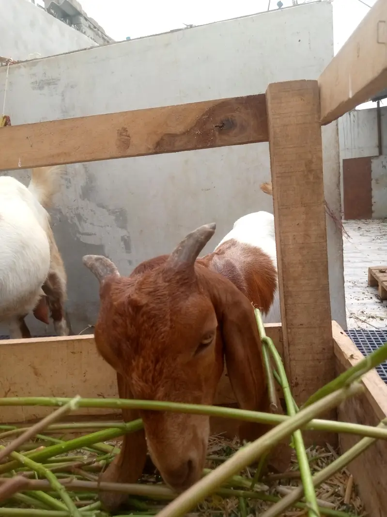 Desi Pat — photo 6