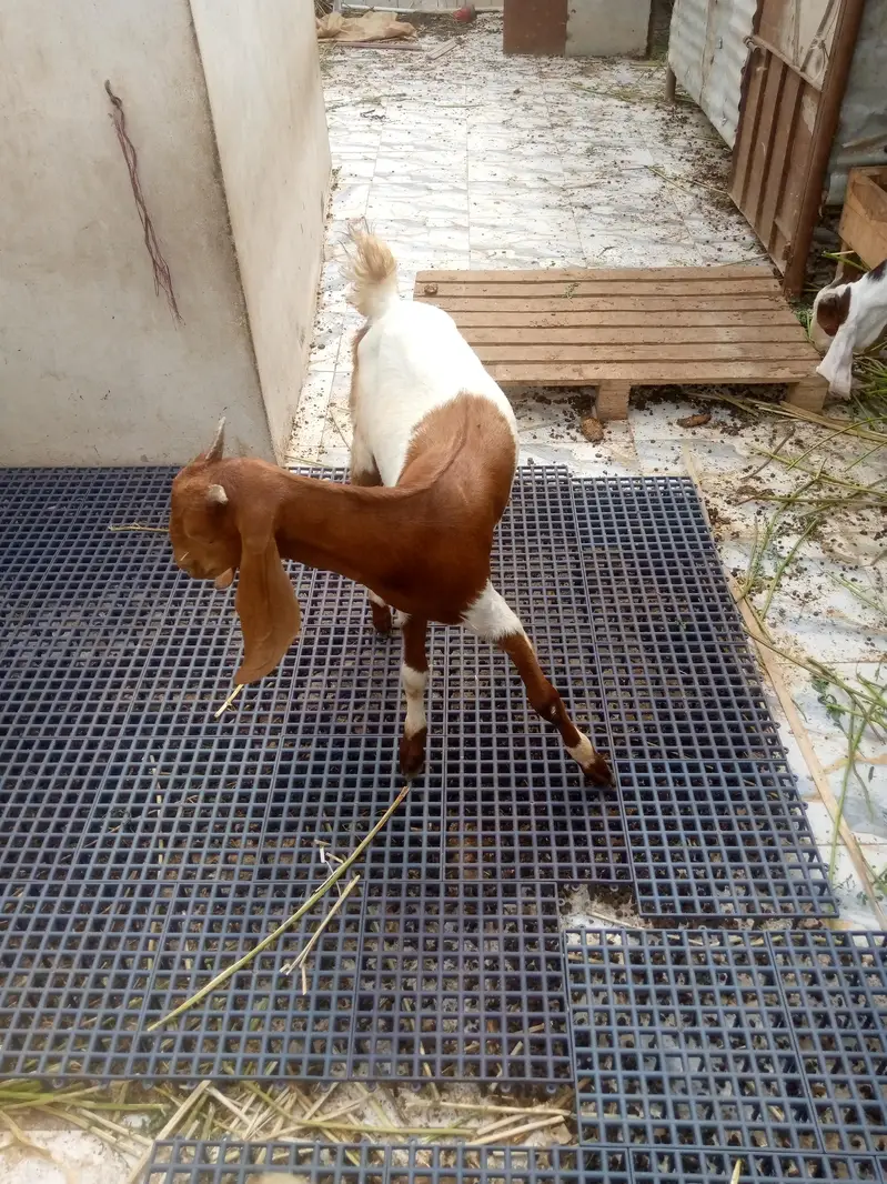 Desi Pat — photo 9