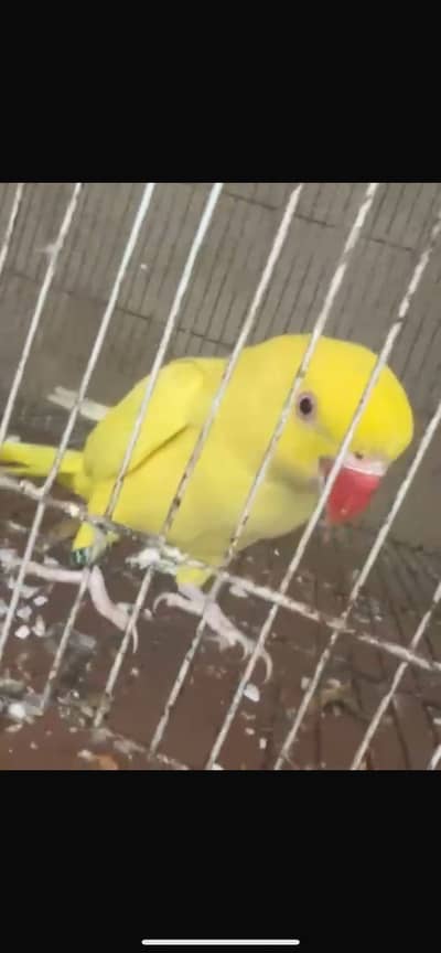 Yellow ringrank parrot femalehealthy bird for sale